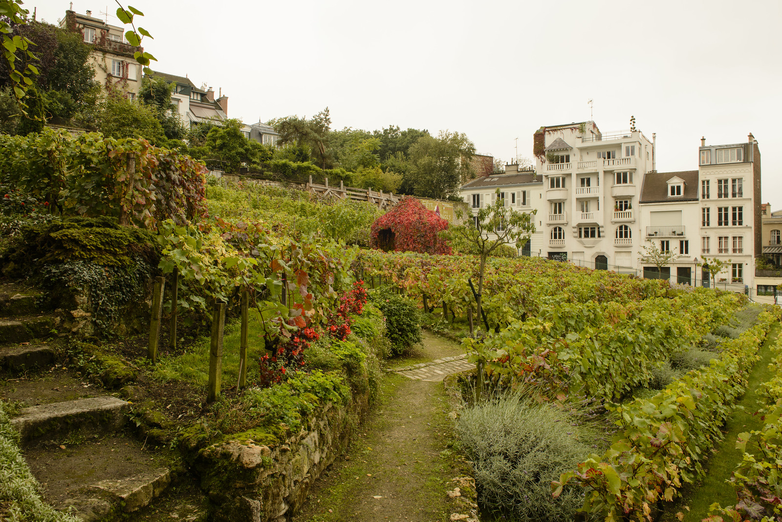 A Local Guide to Montmartre: What to See and Do